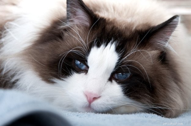 In Loving Memory of Frito Pie: Our Cherished Ragdoll Cat