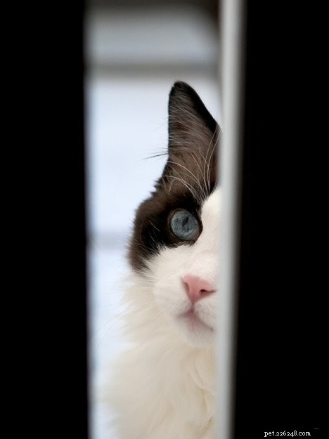 In Loving Memory of Frito Pie: Our Cherished Ragdoll Cat
