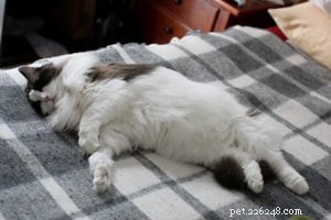 In Loving Memory of Frito Pie: Our Cherished Ragdoll Cat