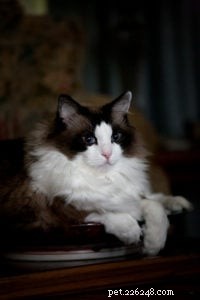 In Loving Memory of Frito Pie: Our Cherished Ragdoll Cat