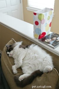 In Loving Memory of Frito Pie: Our Cherished Ragdoll Cat