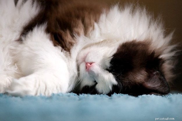 In Loving Memory of Frito Pie: Our Cherished Ragdoll Cat