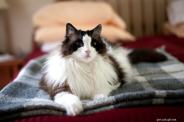 In Loving Memory of Frito Pie: Our Cherished Ragdoll Cat