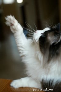 In Loving Memory of Frito Pie: Our Cherished Ragdoll Cat