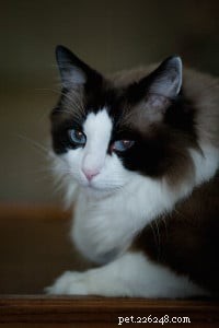 In Loving Memory of Frito Pie: Our Cherished Ragdoll Cat