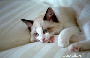 In Loving Memory of Frito Pie: Our Cherished Ragdoll Cat