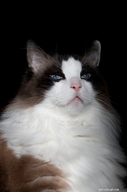 In Loving Memory of Frito Pie: Our Cherished Ragdoll Cat