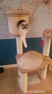 Premium UK Cat Tree for Ragdolls: Heavy‑Duty, Spacious & Stable