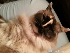 Abbie – Featured Ragdoll Cat of the Week