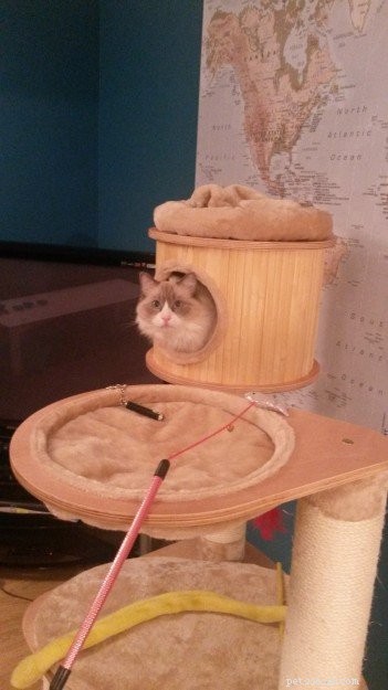 Premium UK Cat Tree for Ragdolls: Heavy‑Duty, Spacious & Stable