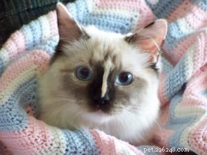 Abbie – Featured Ragdoll Cat of the Week