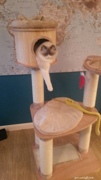 Premium UK Cat Tree for Ragdolls: Heavy‑Duty, Spacious & Stable