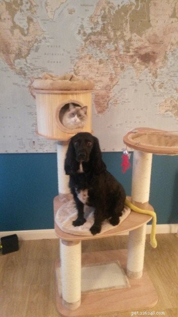Premium UK Cat Tree for Ragdolls: Heavy‑Duty, Spacious & Stable