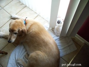 Abbie – Featured Ragdoll Cat of the Week