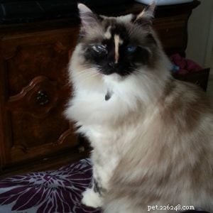 Abbie – Featured Ragdoll Cat of the Week