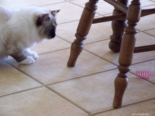 Abbie – Featured Ragdoll Cat of the Week