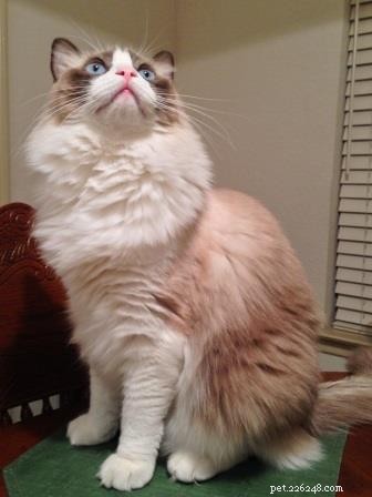 Zander: The Ragdoll That Restored Joy After Loss