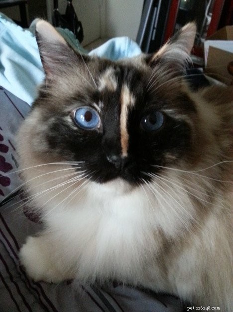 Abbie – Featured Ragdoll Cat of the Week