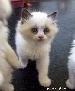 Zander: The Ragdoll That Restored Joy After Loss