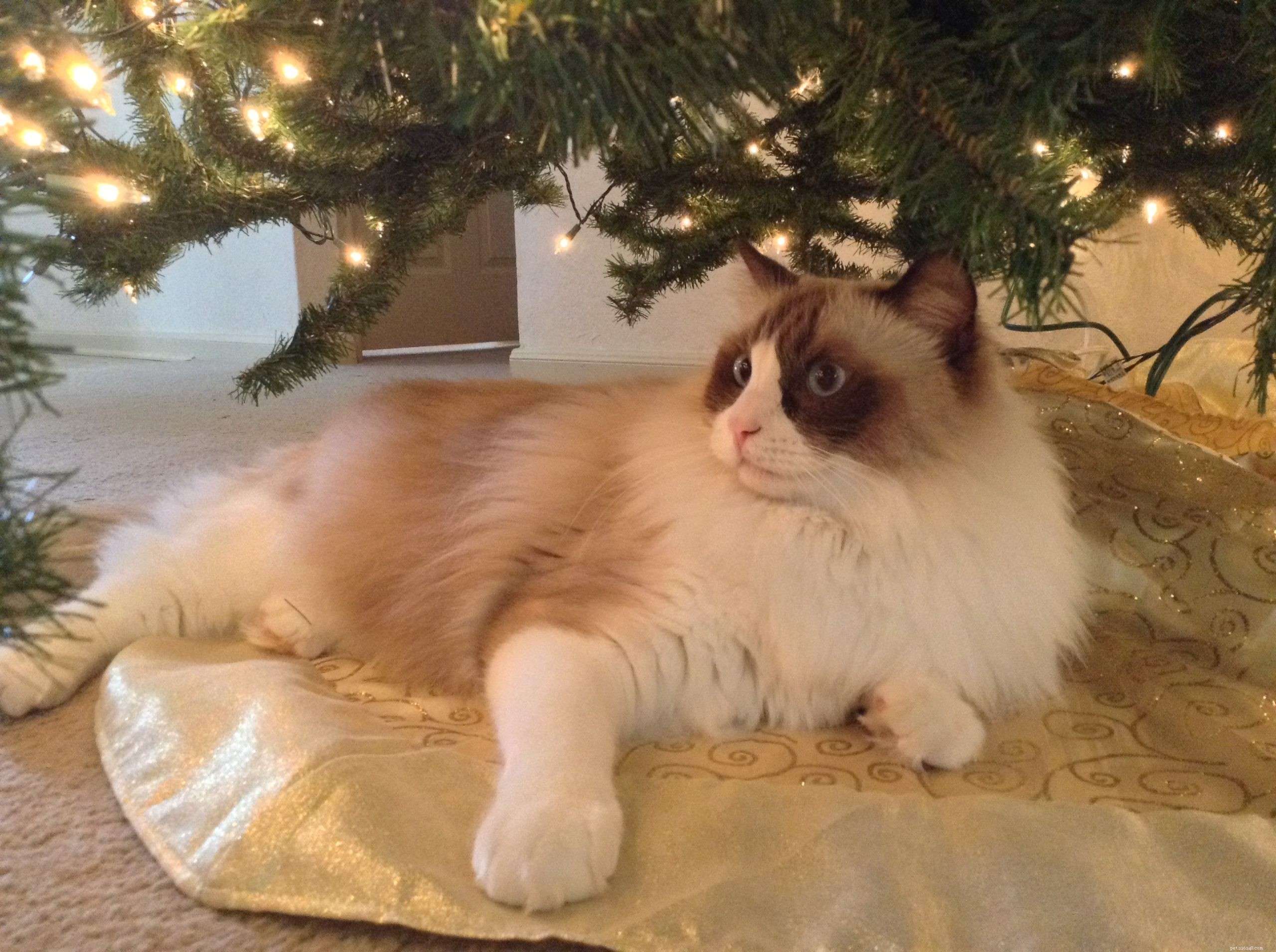 Zander: The Ragdoll That Restored Joy After Loss