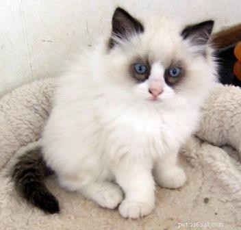 Zander: The Ragdoll That Restored Joy After Loss