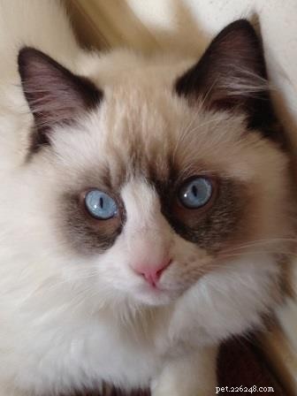 Zander: The Ragdoll That Restored Joy After Loss