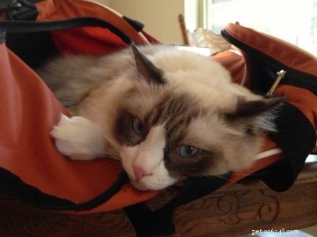 Zander: The Ragdoll That Restored Joy After Loss