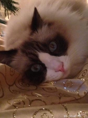 Zander: The Ragdoll That Restored Joy After Loss
