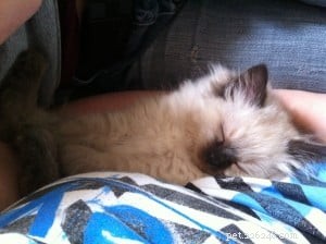 Darwin, Ragdoll of the Week – A Gentle Guardian Cat Story
