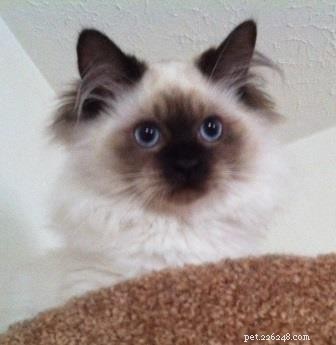 Darwin, Ragdoll of the Week – A Gentle Guardian Cat Story