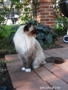 Lost Your Pet? Expert Steps to Quickly Locate and Recover Them