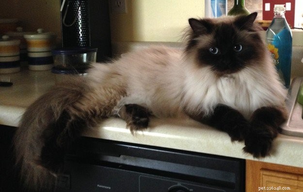 Darwin, Ragdoll of the Week – A Gentle Guardian Cat Story