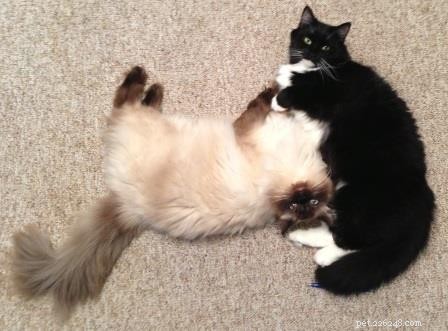 Darwin, Ragdoll of the Week – A Gentle Guardian Cat Story