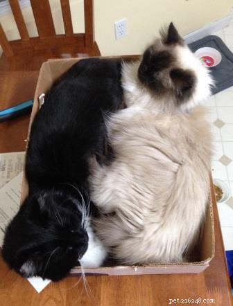 Darwin, Ragdoll of the Week – A Gentle Guardian Cat Story