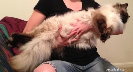 Darwin, Ragdoll of the Week – A Gentle Guardian Cat Story