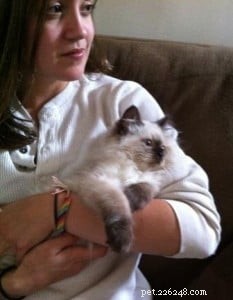 Darwin, Ragdoll of the Week – A Gentle Guardian Cat Story