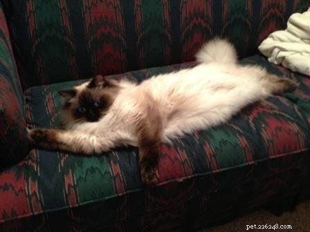 Darwin, Ragdoll of the Week – A Gentle Guardian Cat Story
