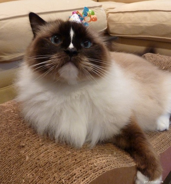Celebrating Charlie s 5th Birthday: A Joyful Milestone