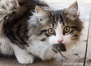 Interview with Margaret Gates: Founder of Feline Nutrition, Expert on Cat Health & Nutrition