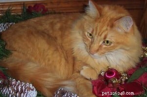 Declawing Cats: Alternatives, Issues, and Expert Insights from a Ragdoll Rescue Specialist