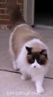 Declawing Cats: Alternatives, Issues, and Expert Insights from a Ragdoll Rescue Specialist