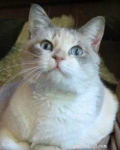 Declawing Cats: Alternatives, Issues, and Expert Insights from a Ragdoll Rescue Specialist