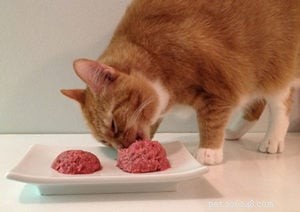 Interview with Margaret Gates: Founder of Feline Nutrition, Expert on Cat Health & Nutrition