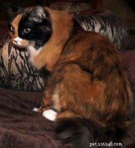 Declawing Cats: Alternatives, Issues, and Expert Insights from a Ragdoll Rescue Specialist