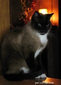 Declawing Cats: Alternatives, Issues, and Expert Insights from a Ragdoll Rescue Specialist