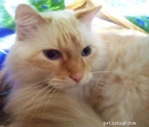 Declawing Cats: Alternatives, Issues, and Expert Insights from a Ragdoll Rescue Specialist