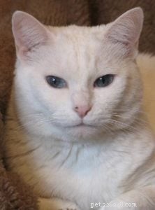 Declawing Cats: Alternatives, Issues, and Expert Insights from a Ragdoll Rescue Specialist