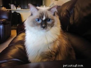 Meet Tyco: The Adorable Ragdoll with a Unique Blue Mitten