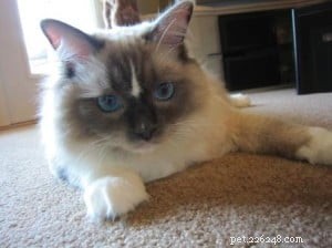 Meet Tyco: The Adorable Ragdoll with a Unique Blue Mitten