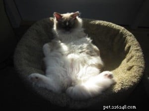 Meet Tyco: The Adorable Ragdoll with a Unique Blue Mitten